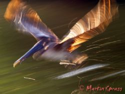 Take Off!
A brown pelican in motion by Martin Spragg 